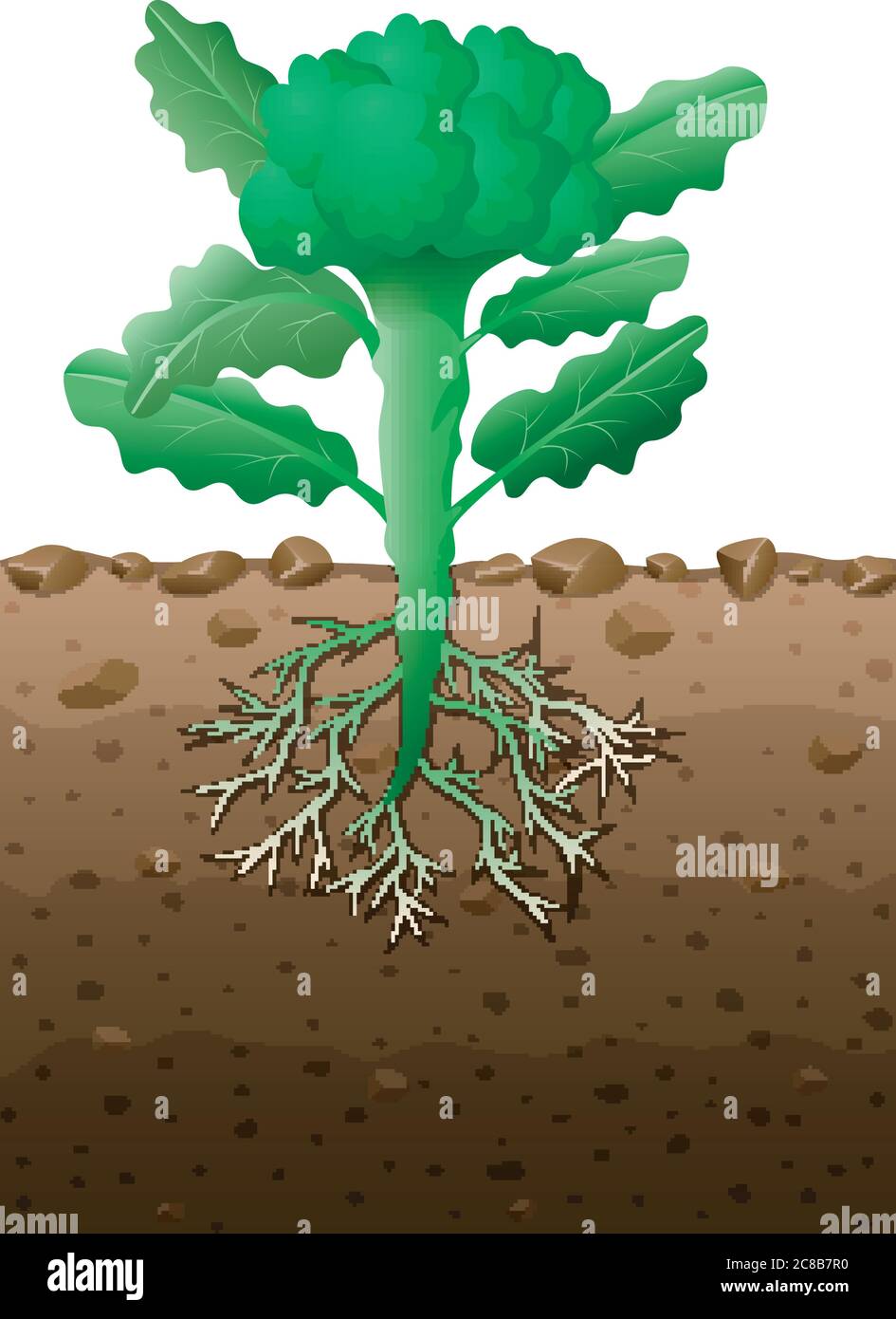 Broccoli plant with roots underground illustration Stock Vector Image