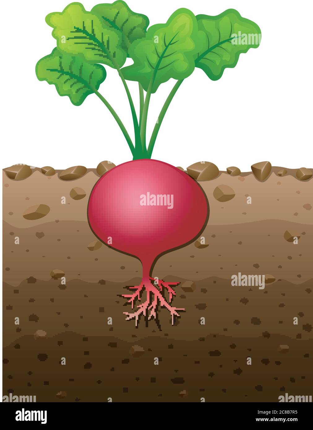 Red radish plant with roots underground illustration Stock Vector Image
