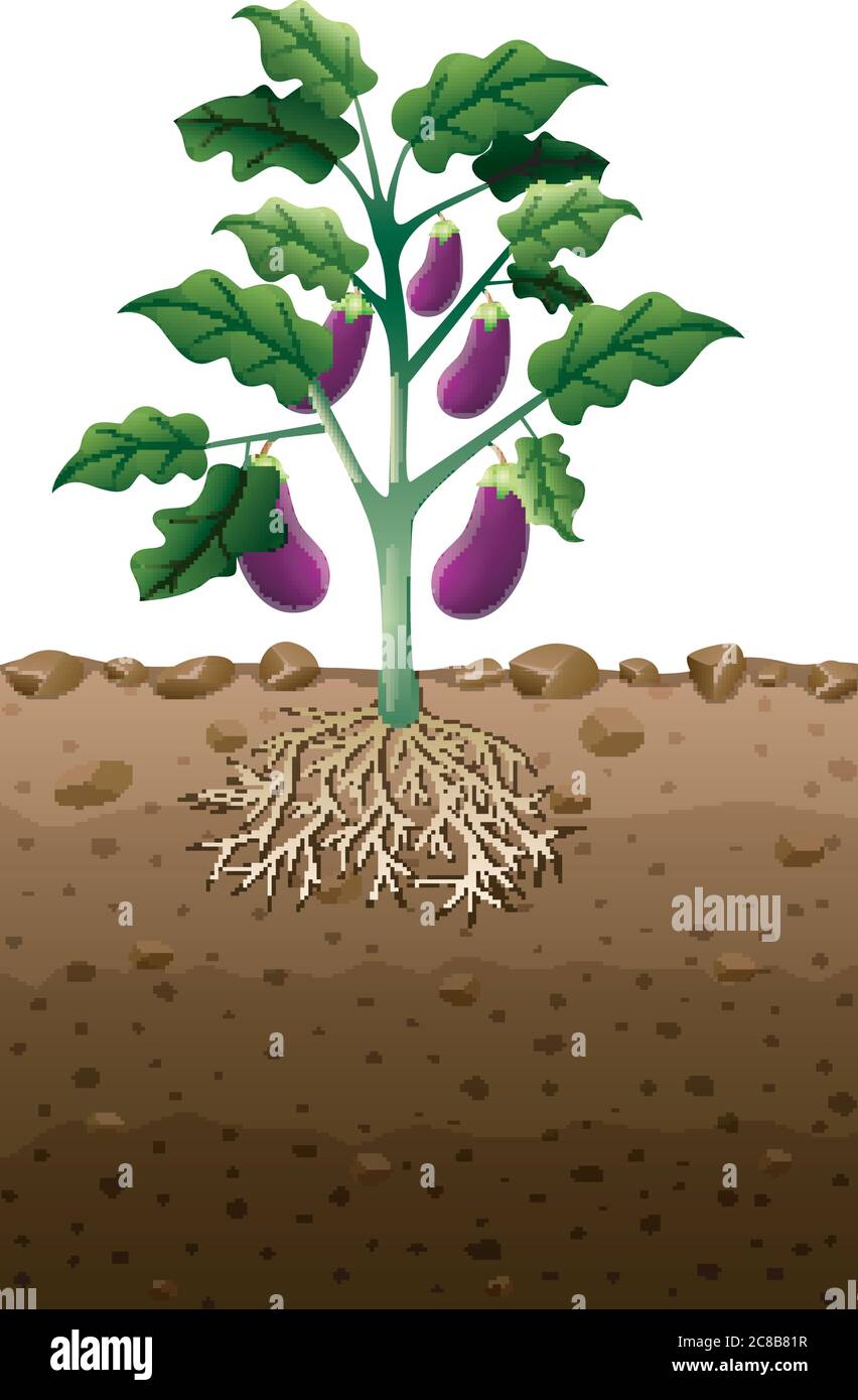 Eggplant plant with root underground illustration Stock Vector Image
