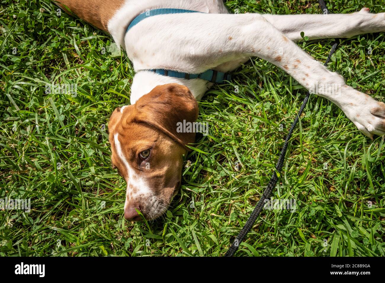 Hound dog resting in the grass. Stock Photo