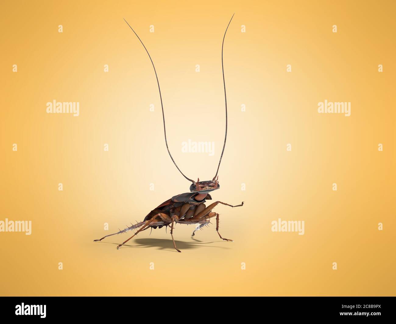 Shdou Cockroach Cockroach raised his mustache up 3D render on orange background with ...