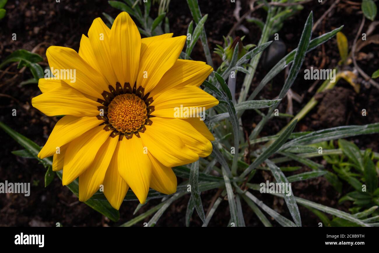 Close-up photo of a beautiful yellow garden flower Gazania Gazania linearis in a flower bed in the Park.Space for your text Stock Photo