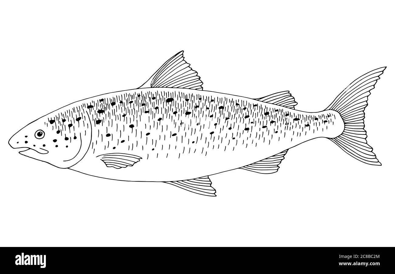 Salmon fish graphic black white isolated illustration vector Stock Vector