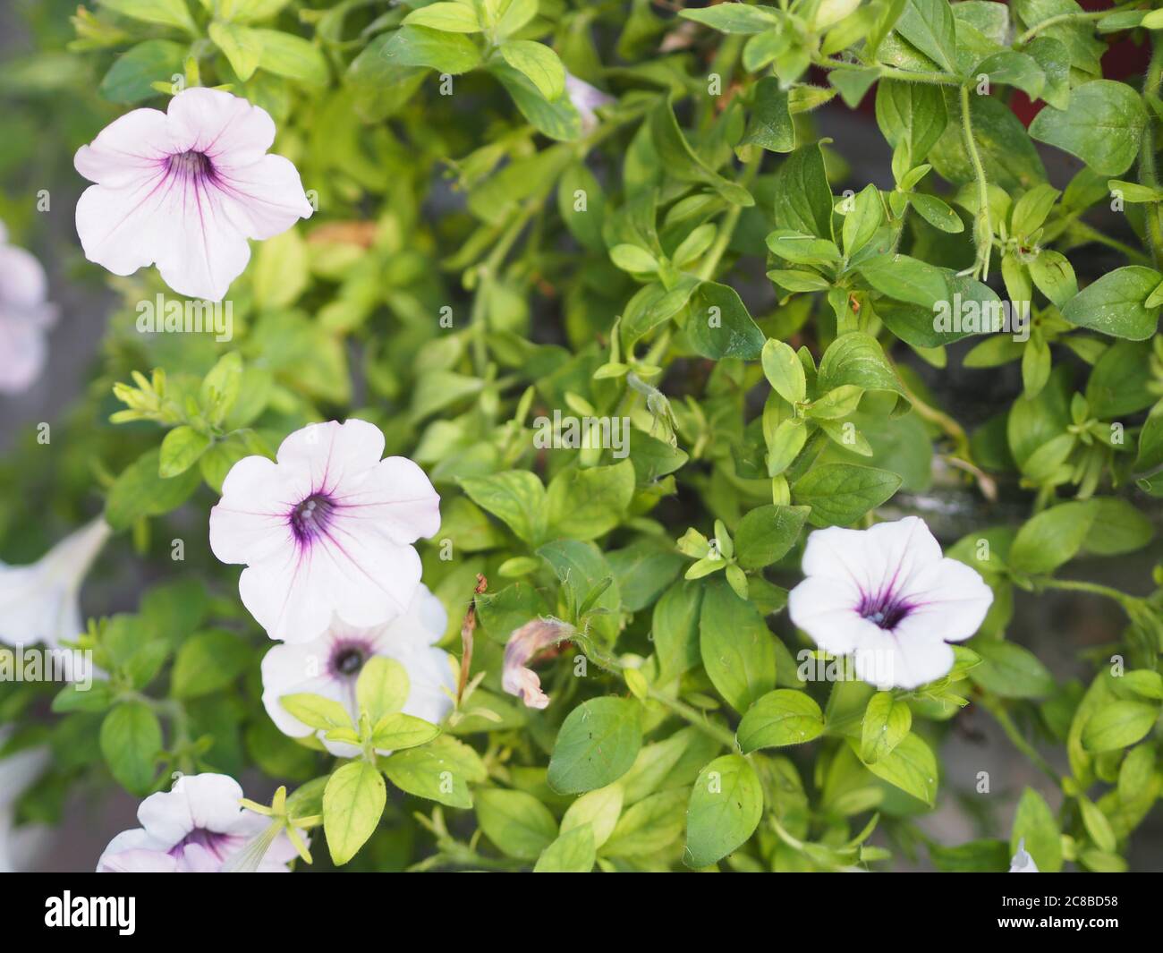 white wave silver color Petunia Hybrida, Solanaceae, name flower bouquet beautiful on blurred of nature Stock Photo