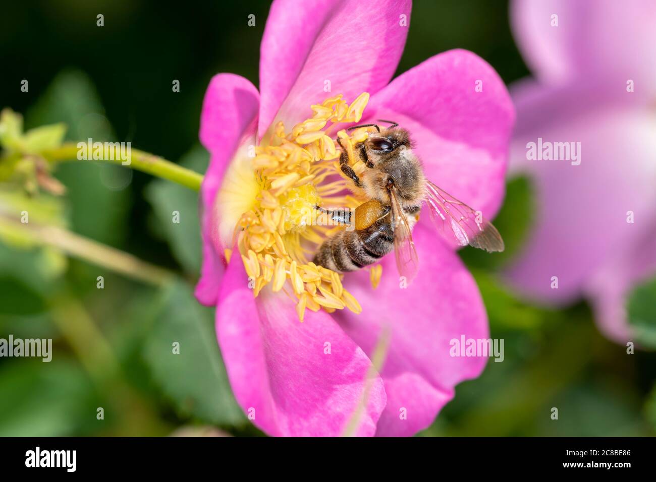 Bee - Apis mellifera - pollinates a blossom of the alpine rose - Rosa pendulina Stock Photo