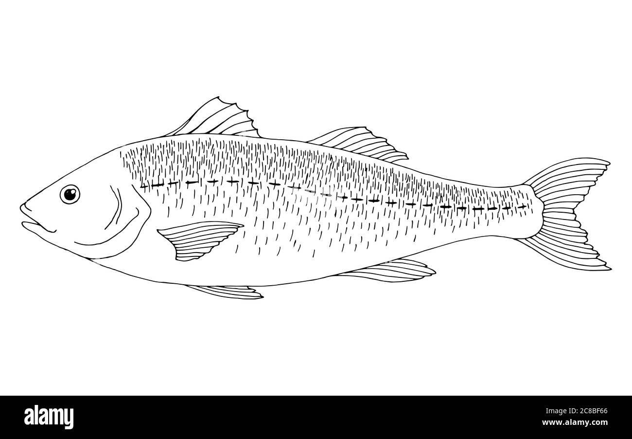 Sea bass fish graphic black white isolated illustration vector Stock