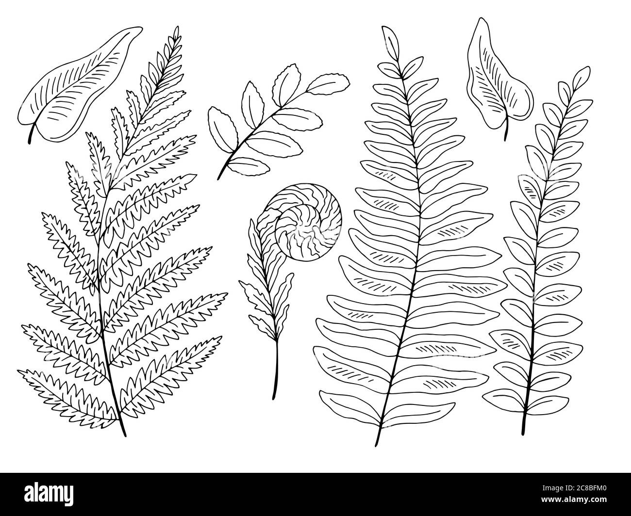Fern plant graphic black white isolated set illustration vector Stock