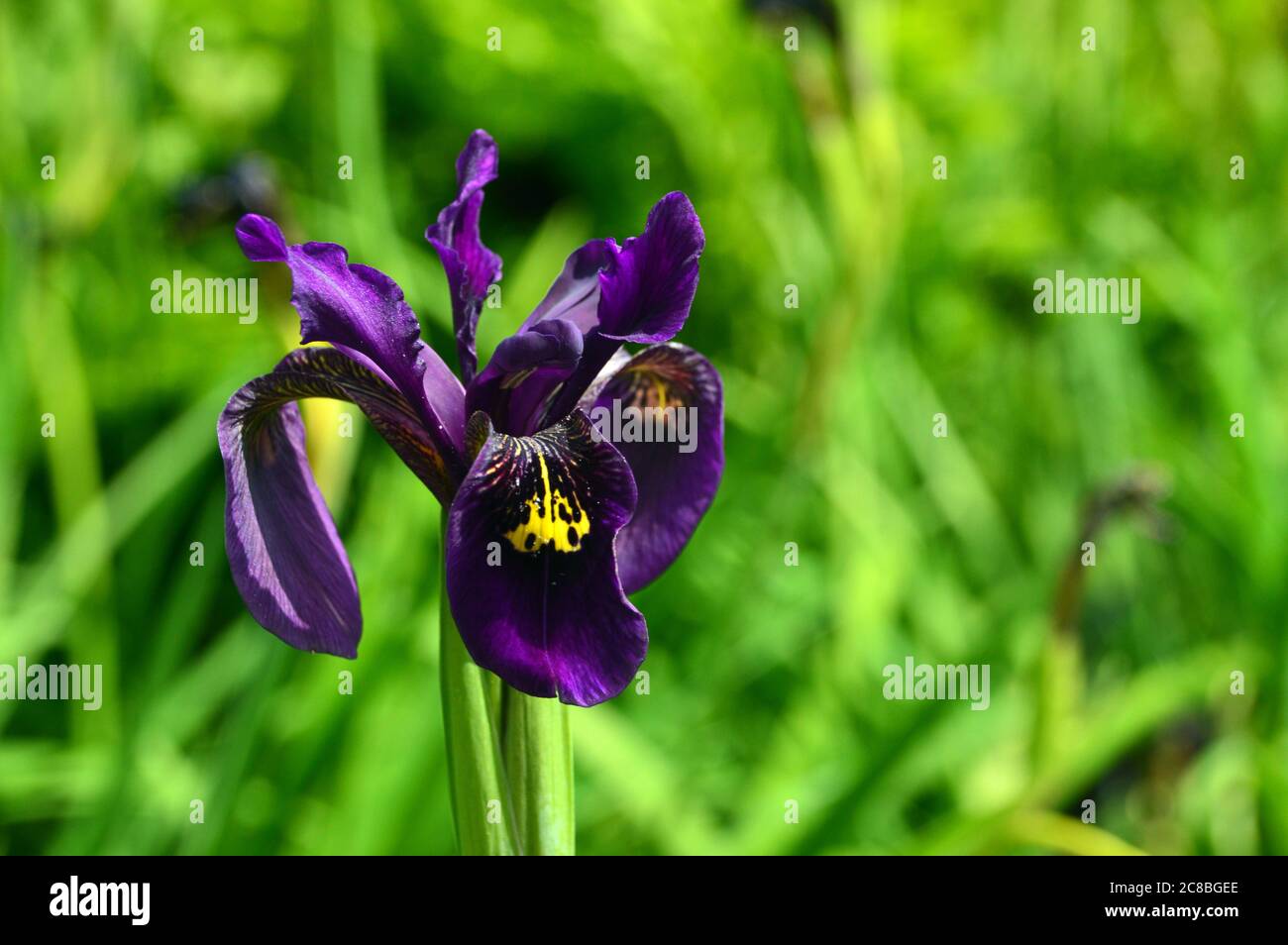 thumbnail interactive-video image 1 of 30 Siberian Iris Seeds - Black Flowered Beauty, Velvety Almost Black Blooms 1 of 6