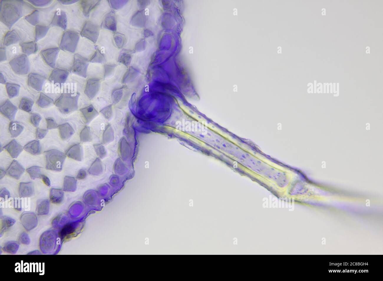 Microscopic view of a Lamium album stem cross-section detail. Gentian violet stain. Brightfield illumination. Stock Photo