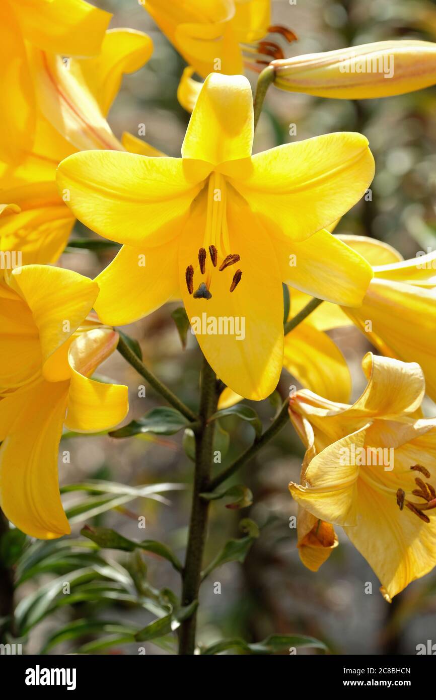 OT Hybrid lily, Lilium 'Cleone', a cross between an oriental and trumpet lilies. Peace lily 'Cleone' Stock Photo