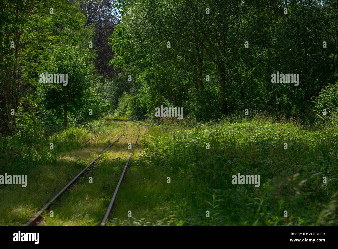 Old railway tracks going through a green forest. Stock Photo