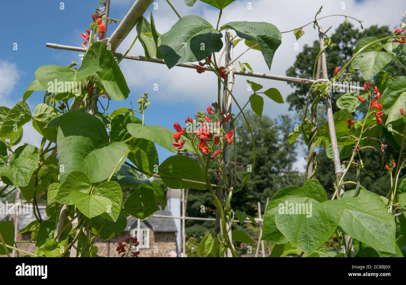 Bright Scarlet Red Flower Head of a Home Grown Organic Runner Bean Plant (Phaseolus coccineus) Growing  in a Vegetable Garden in Devon,England, UK Stock Photo
