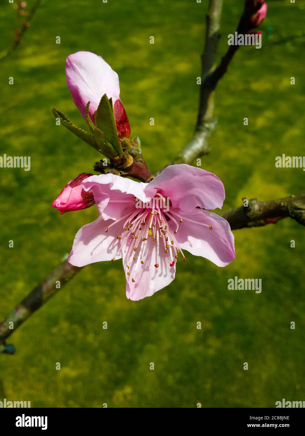 The Pink Peach flower blossom under the sun in April while it is sunny; Stock Photo