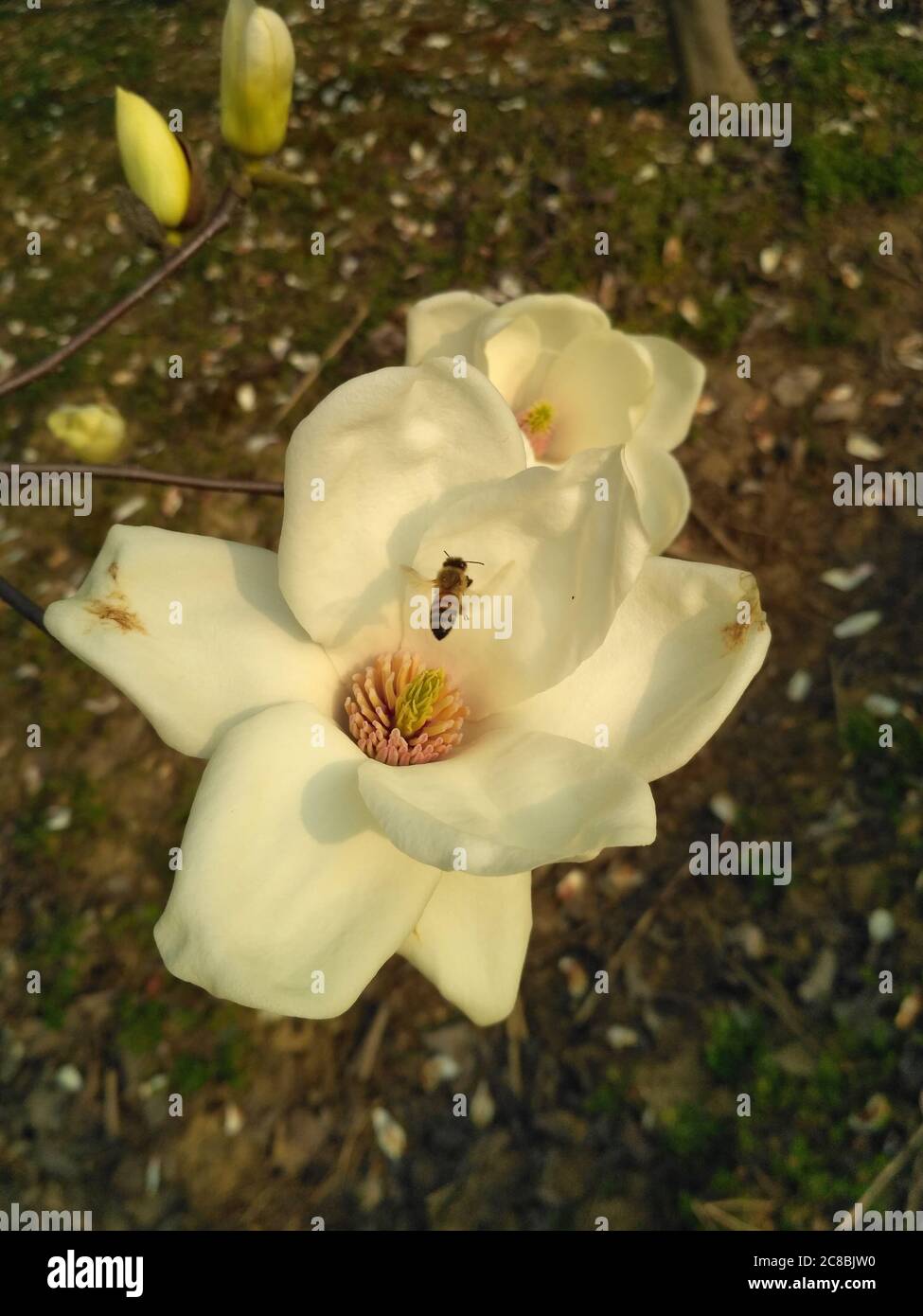 The white magnolia blossom with yellow stamen and pistil in center; and there was a bee in the center of the stamen Stock Photo