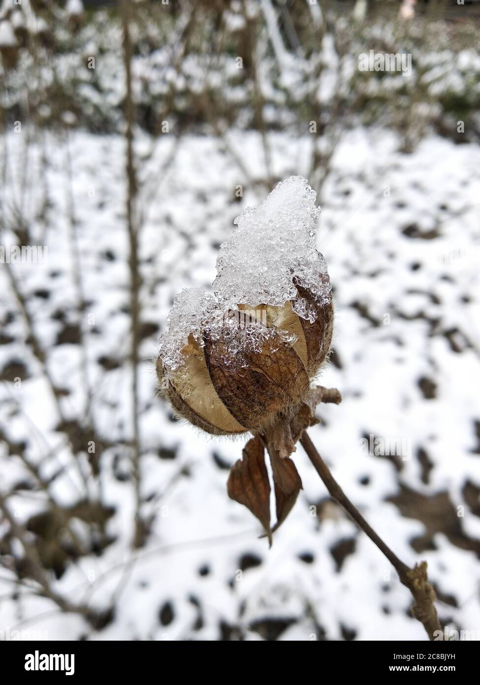 Withered plant hi-res stock photography and images - Alamy