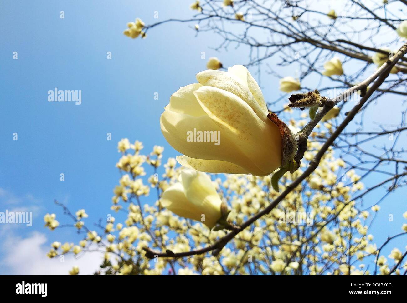 The white magnolia blossom under the blue sky in sunny spring day Stock ...