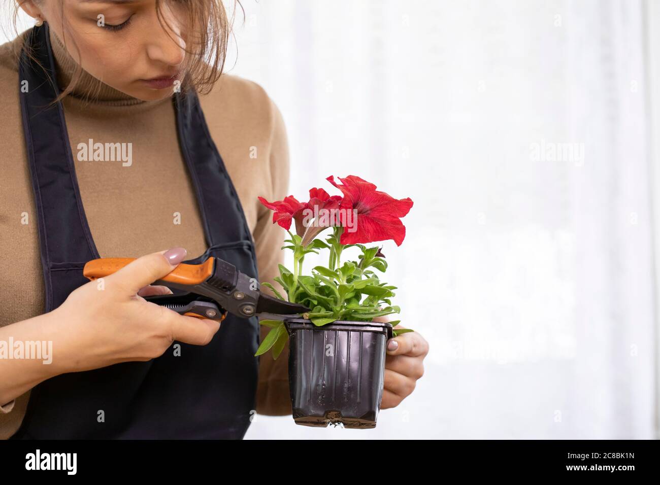 Petunia Young Plants High Resolution Stock Photography And Images Alamy