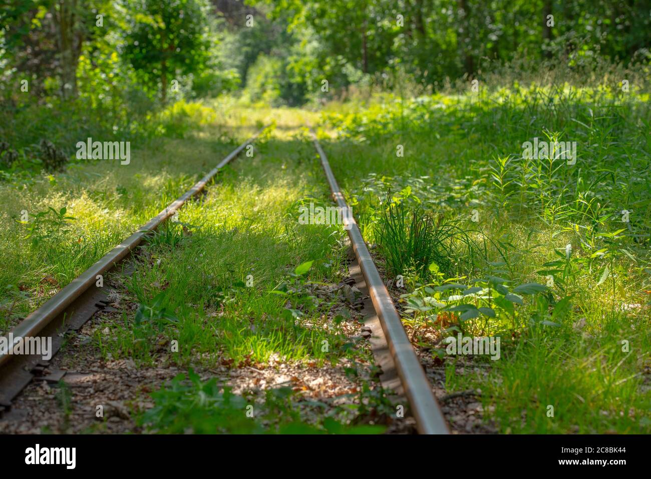 Old railway tracks going through a green forest. Stock Photo