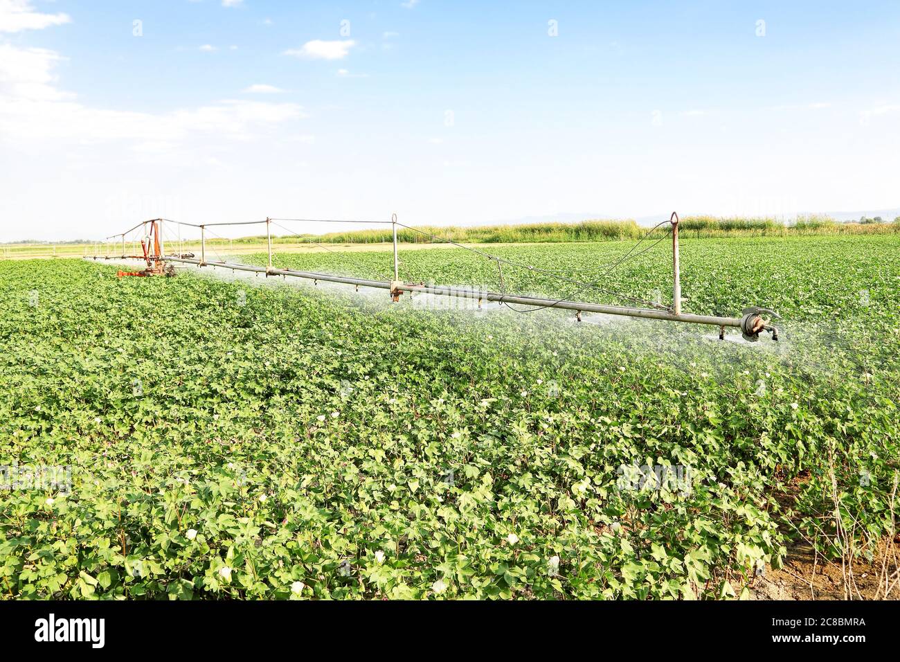 irrigation system watering green cotton field Stock Photo