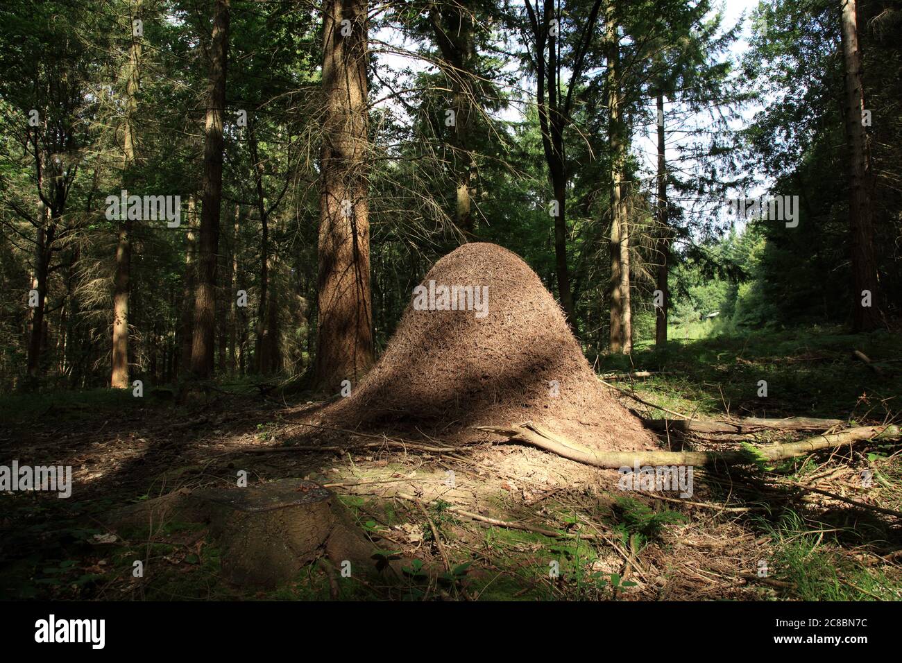 Large Red wood Ant (formica rufa) nest in the Wyre forest