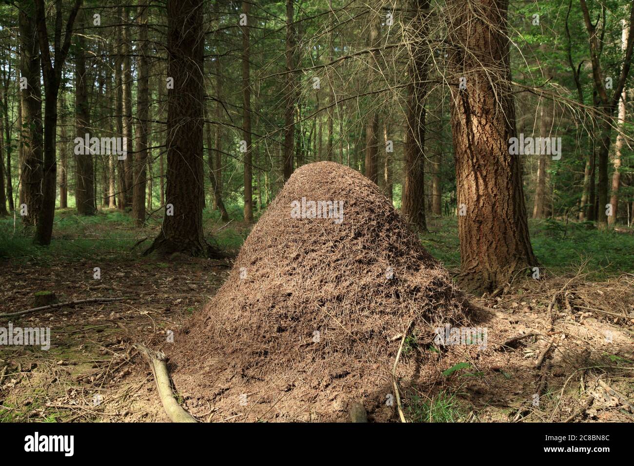 British wood ants hires stock photography and images Alamy