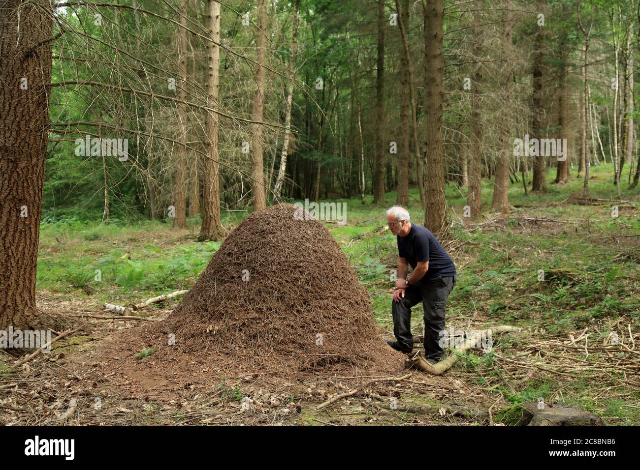 British wood ants hires stock photography and images Alamy