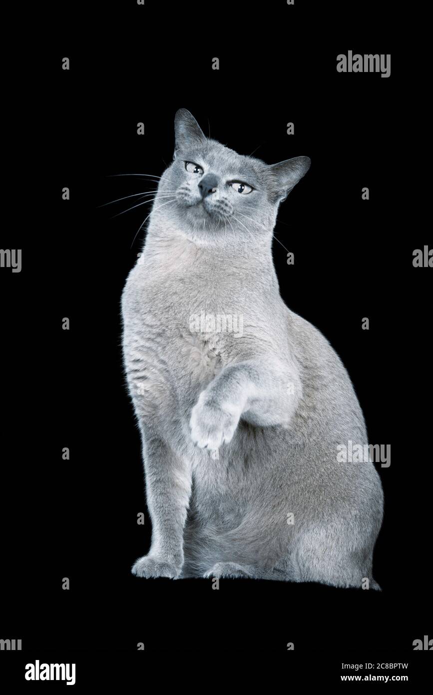 Blue Burmese cat against black background Stock Photo