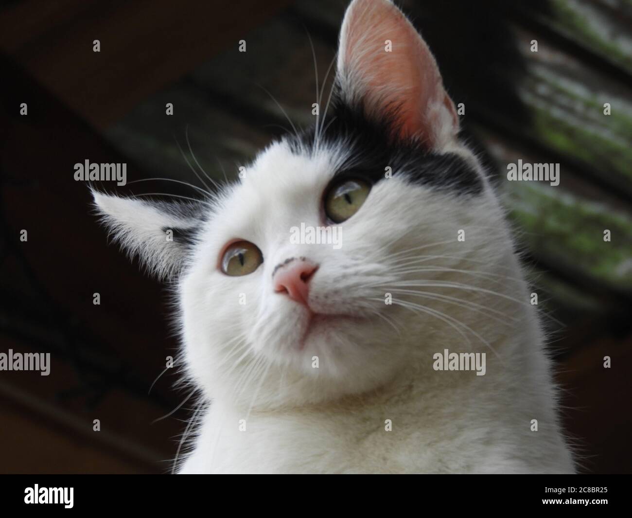 Low angle closeup shot of a beautiful black white cat with green eyes ...
