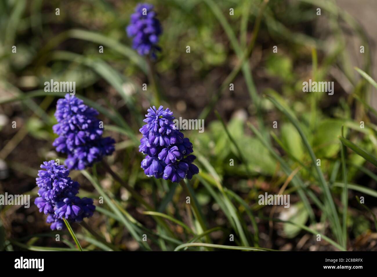 Grape hyacinth, Muscari flowers. Spring primrose. bluebells, mouse