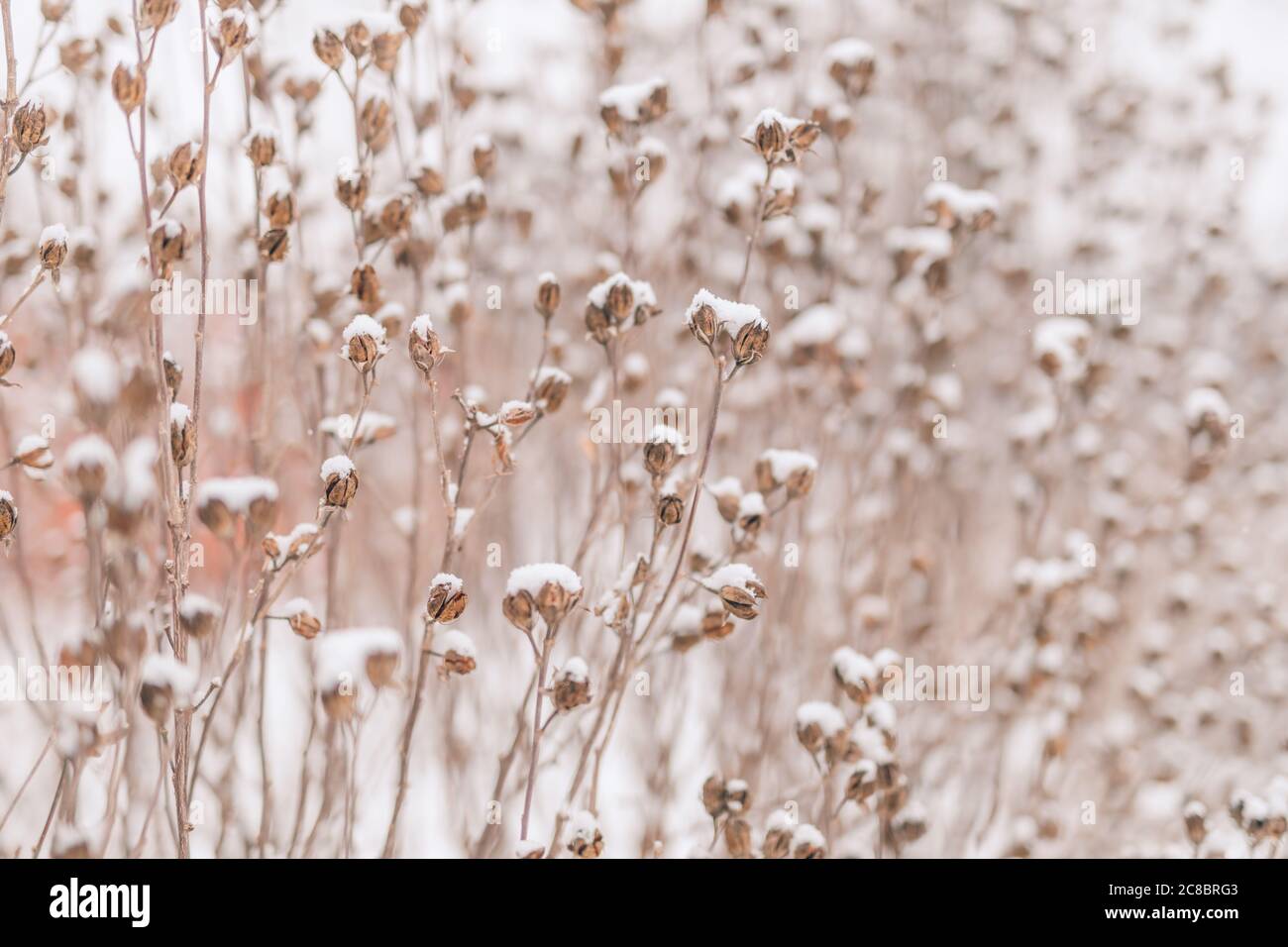 Snowy bushes in the snow in the park. Frosted red rose hips in the garden. Stock Photo