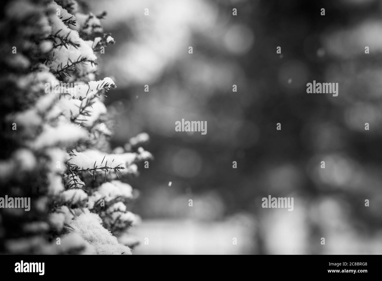 Winter nature closeup. Blurred snowy fir tree branches with snowfall. Frozen coniferous branches in white winter. Abstract seasonal nature Stock Photo