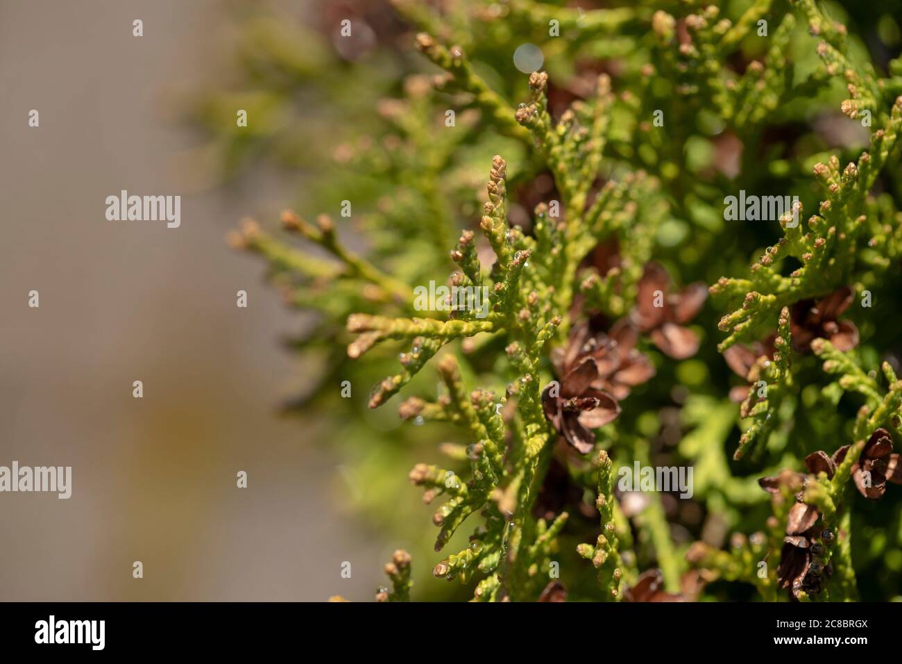 Thuja western Danica shrub needles as background. Thuja in landscaping. Stock Photo