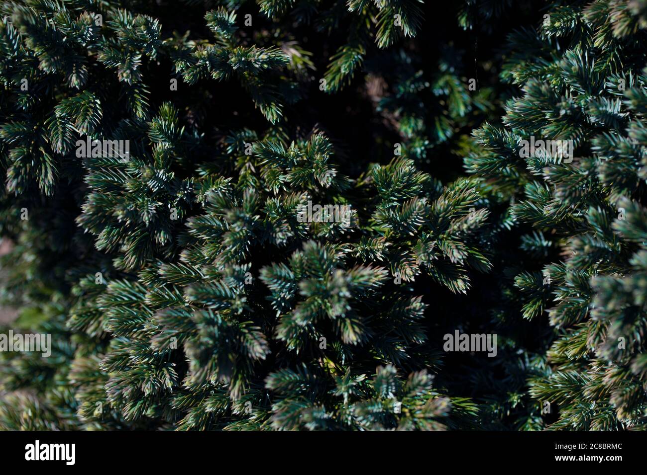 Flaky Juniper Blue Star tree evergreen coniferous branch texture green needle Stock Photo