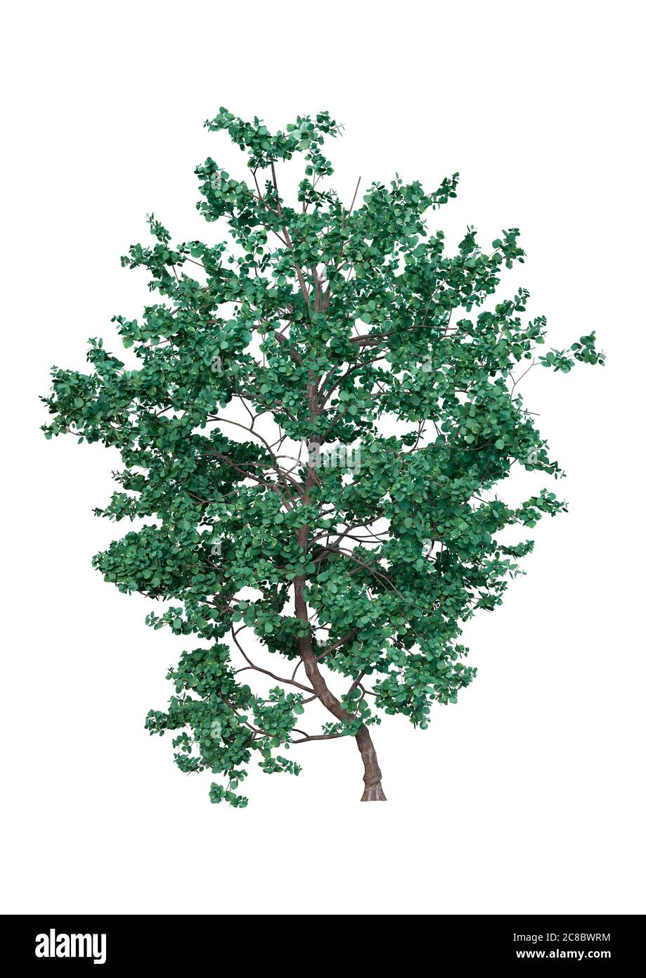 3D rendering of a green Island oak tree or isolated on white background Stock Photo