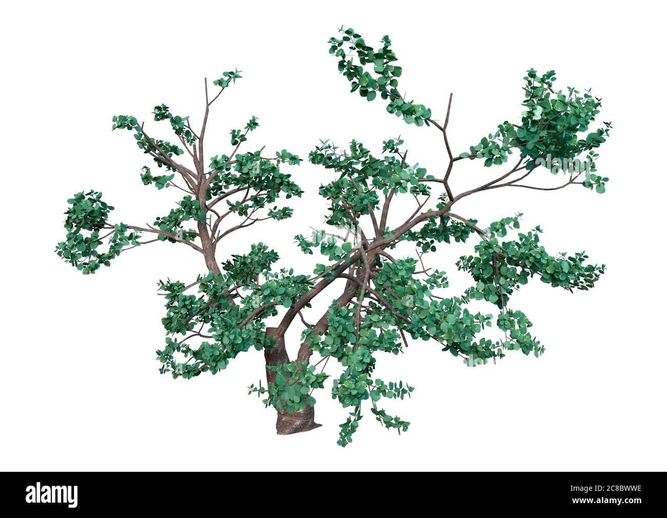 3D rendering of a green Island oak tree or Quercus tomentella isolated on white background Stock Photo