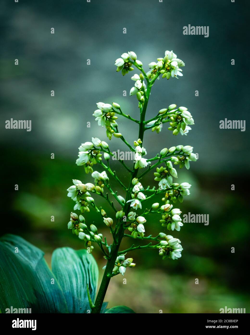 White small flowers with dark background and the feel of monsoon Stock Photo