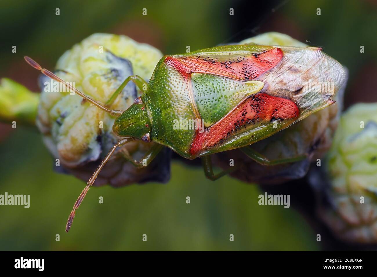 Juniper Shieldbug (Cyphostethus tristriatus) at rest on Lawsons Cypress ...