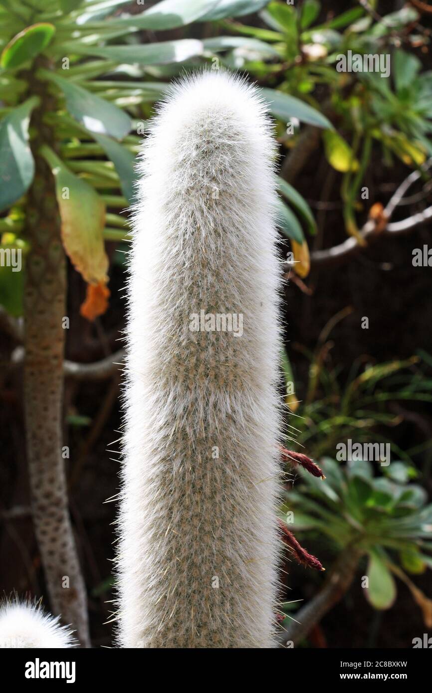 Kaktus cleistocactus strausii Stock Photo - Alamy