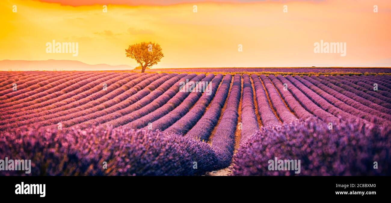 Fantastic summer mood, floral sunset landscape meadow lavender flowers. Beautiful colorful sky, sun rays, peaceful bright relaxing nature scene view Stock Photo