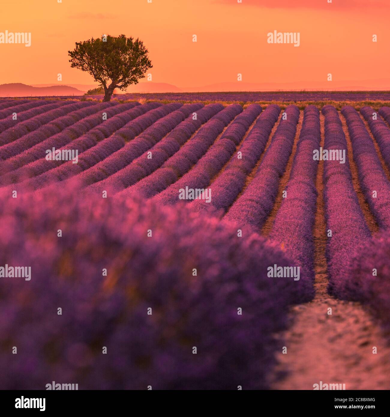 Stunning landscape with lavender field at sunset. Blooming violet fragrant lavender flowers with sun rays with warm sunset sky. Stock Photo