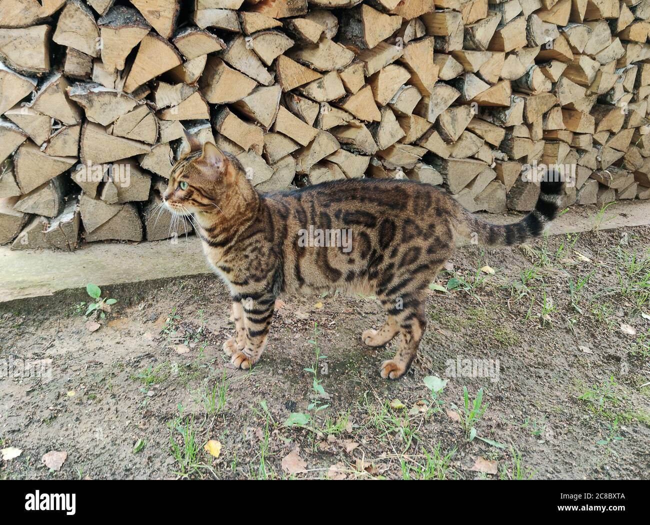Bengal Cat In Front Of The Firewood Stock Photo Alamy