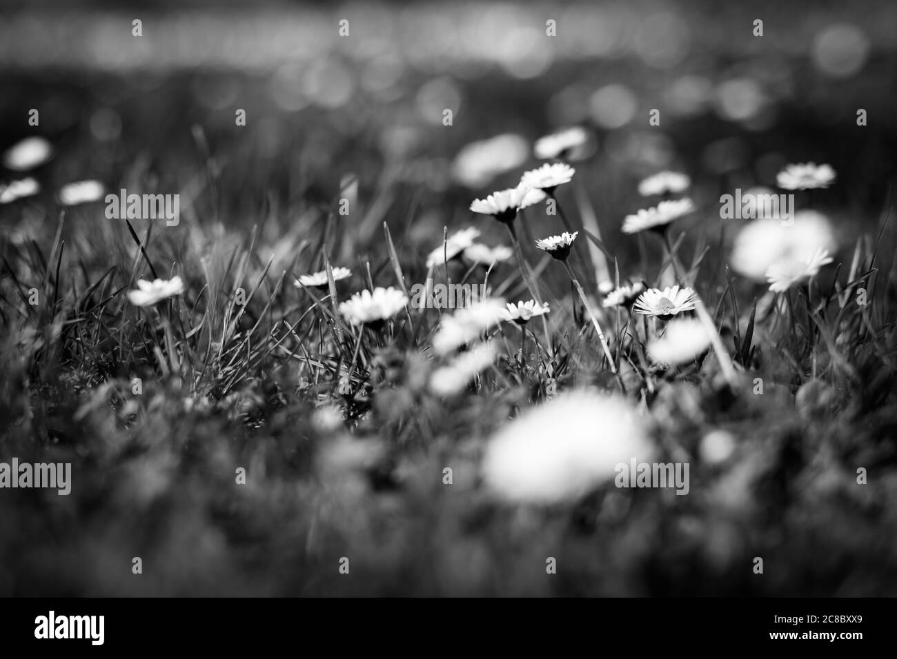 View meadow white flower Black and White Stock Photos & Images - Alamy