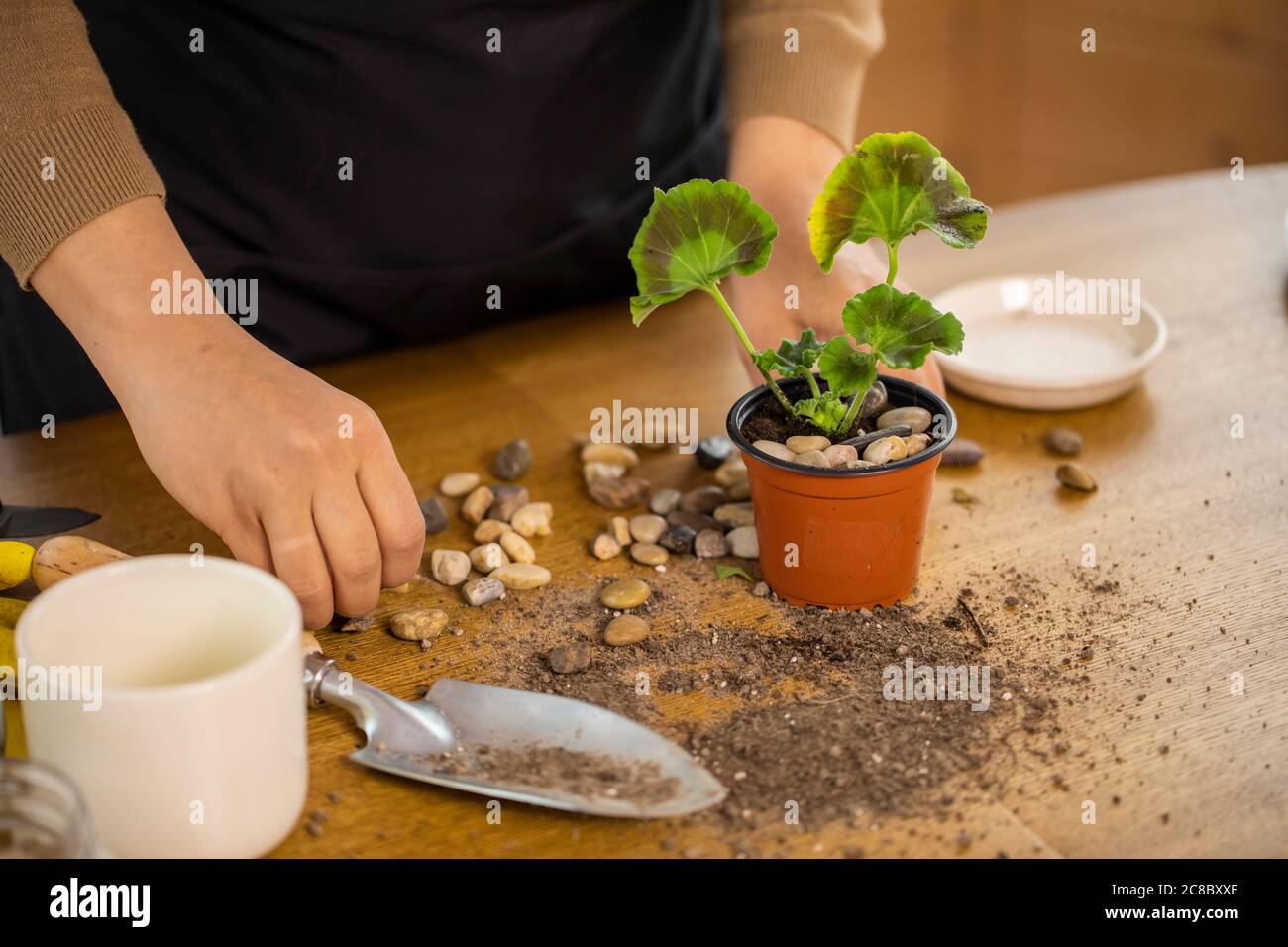 Female gardener decorates flowerpot with small stones, growing houseplants Stock Photo Alamy
