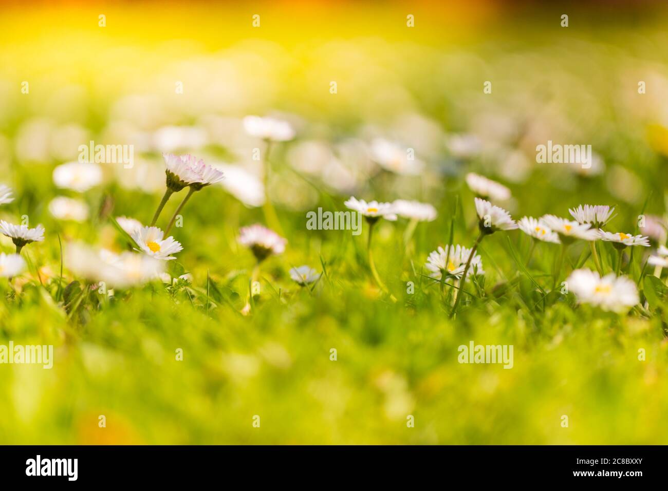 Beautiful flowers on field at springtime. Summer meadow in sunlight, bright peaceful blooming white daisy flowers with blurred green grass. Happiness Stock Photo