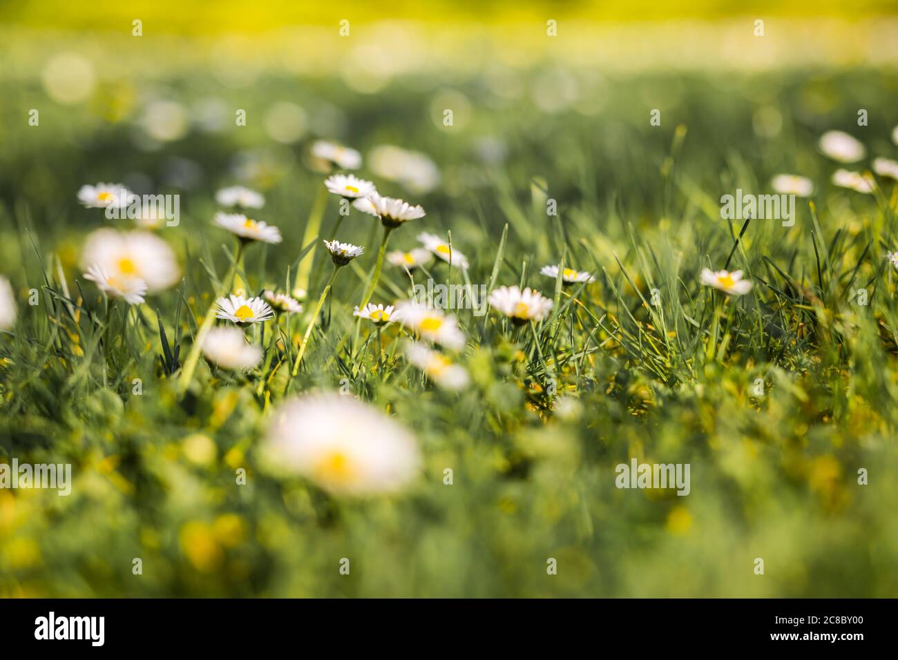 Beautiful flowers on field at springtime. Summer meadow in sunlight, bright peaceful blooming white daisy flowers with blurred green grass. Happiness Stock Photo