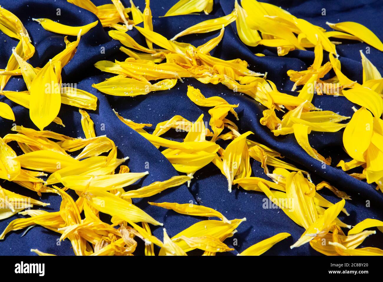 Sunflower petals on dark blue silk Stock Photo