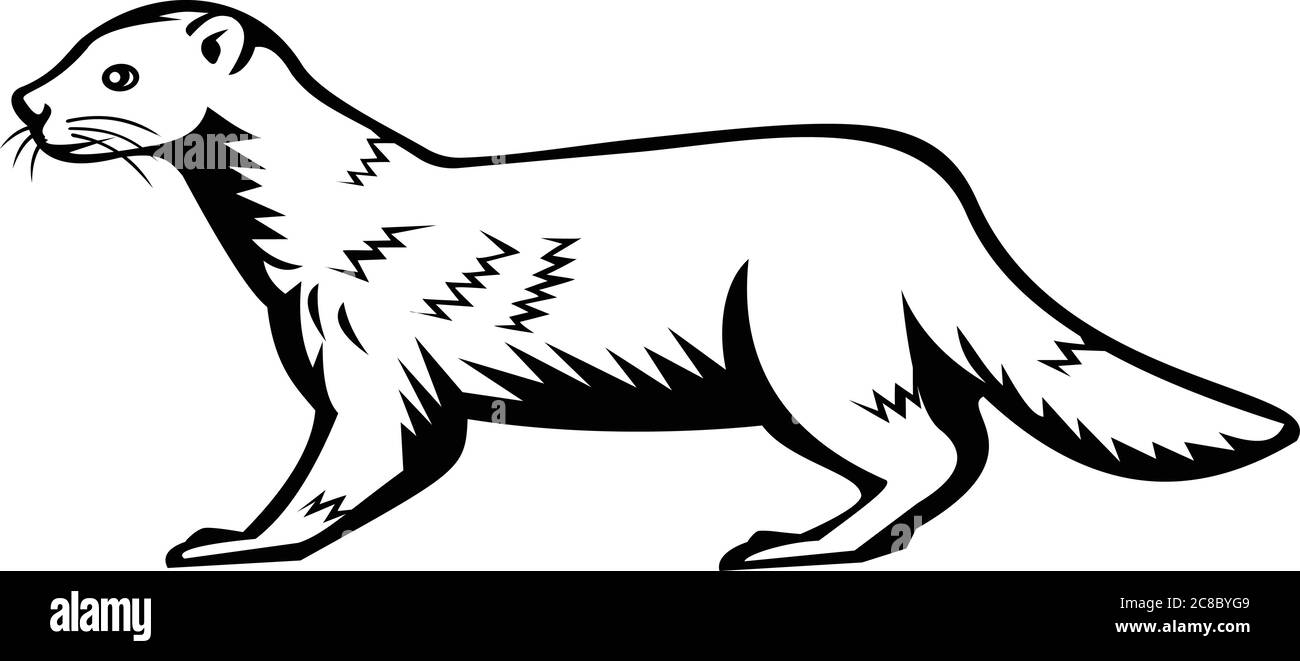 Retro style illustration of a European mink, Russian mink or Eurasian mink, a semiaquatic species of mustelid native to Europe viewed from side on iso Stock Vector
