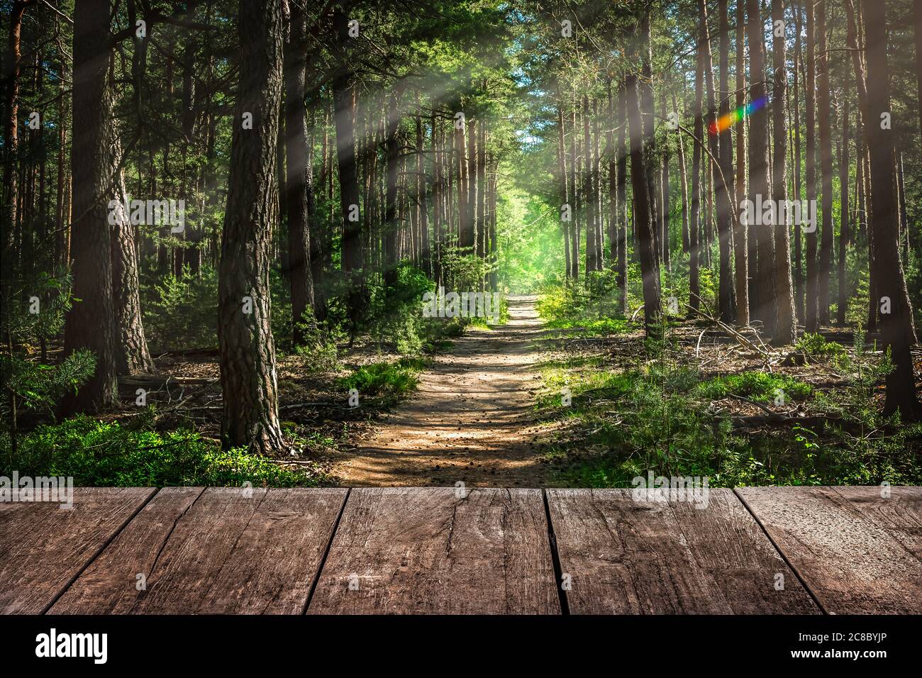 Empty footpath trees in park forest hi-res stock photography and images ...