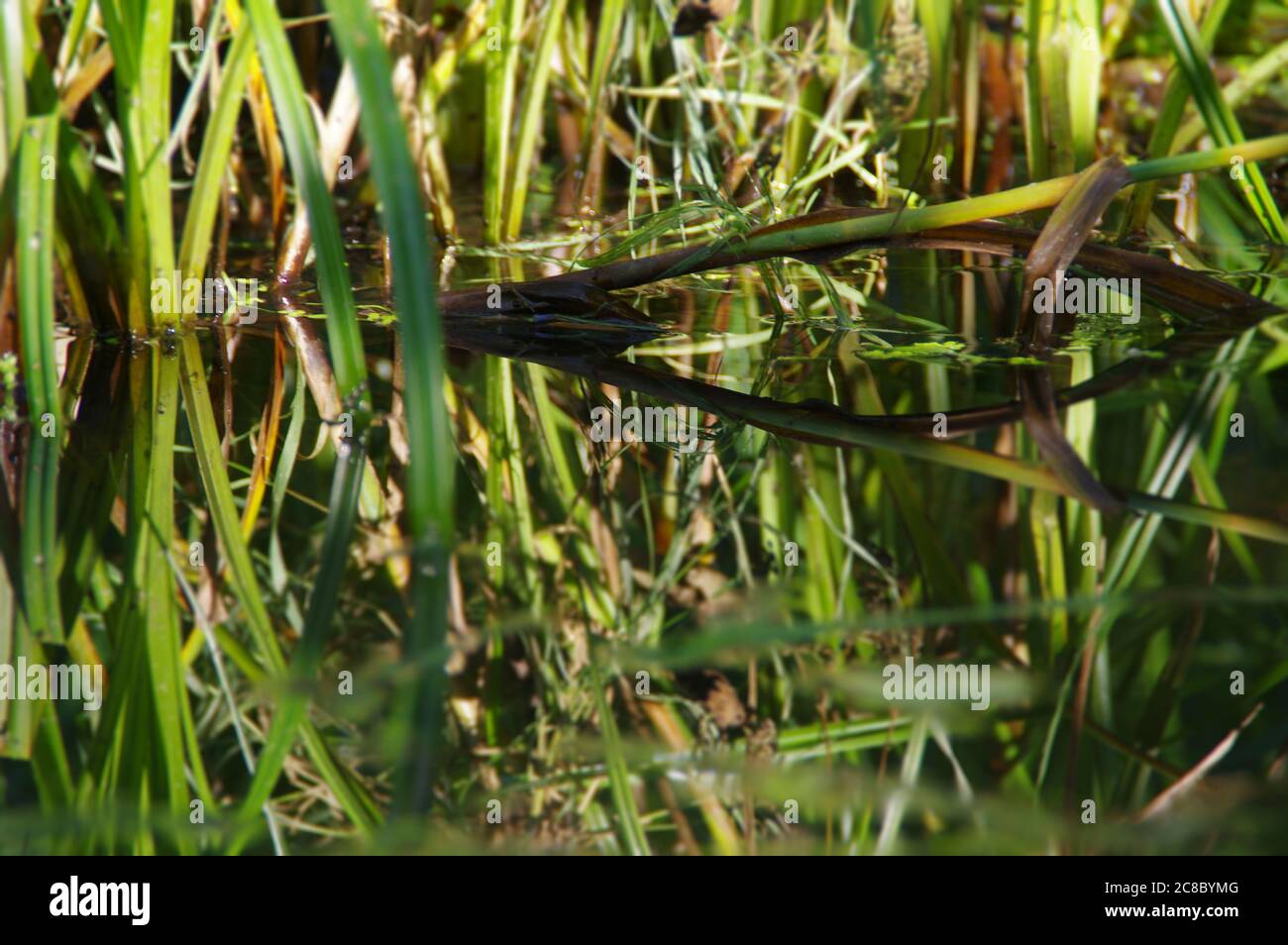 Natural wetland with the plants in water. Concept of nature, ecology and environment care. Restored water retention reservoirs. Green reeds in swamps Stock Photo