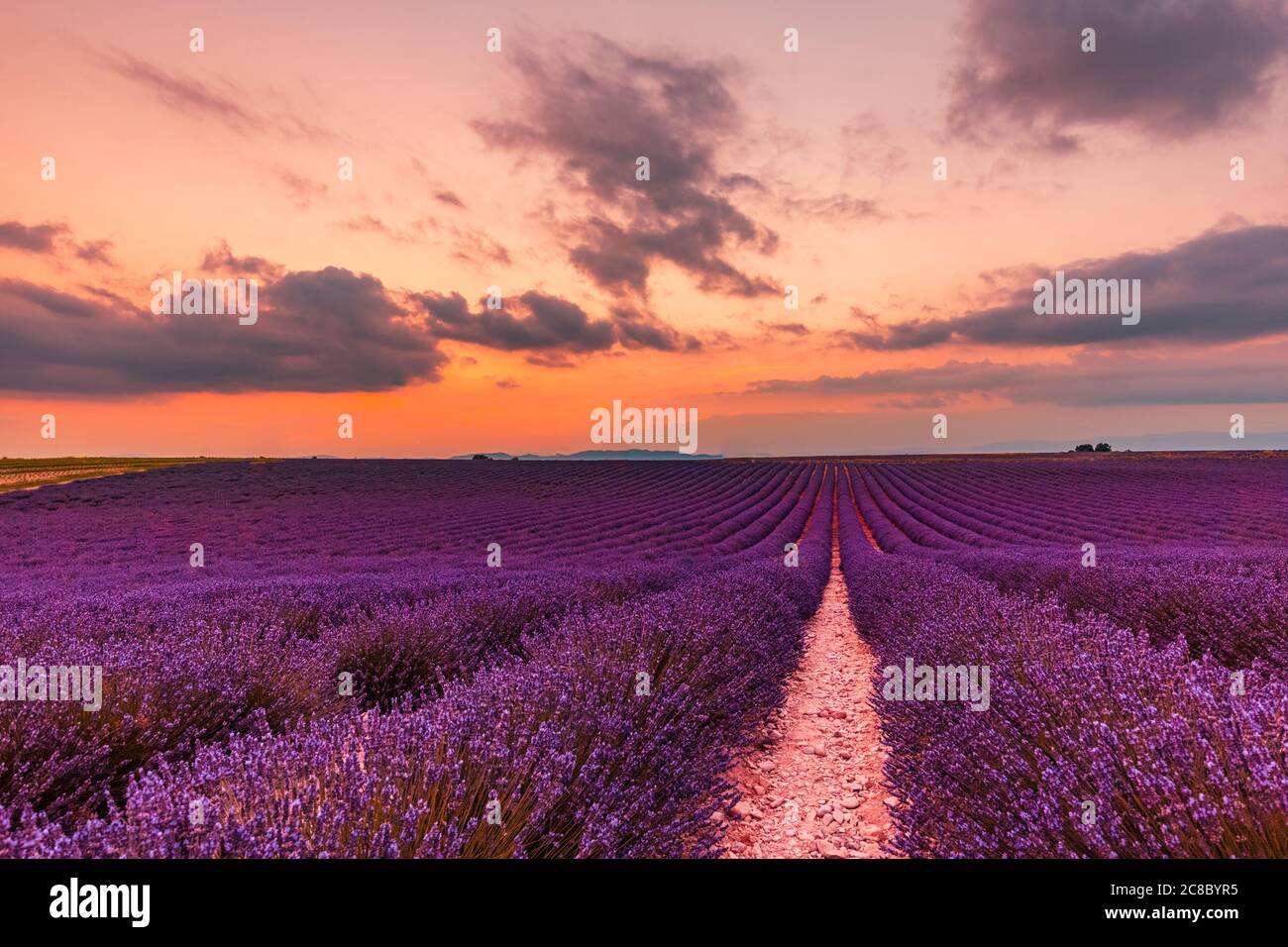 Stunning landscape with lavender field at sunset. Beautiful landscape of lavender field with setting sun and orange sky Stock Photo